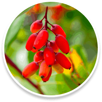  Berberine